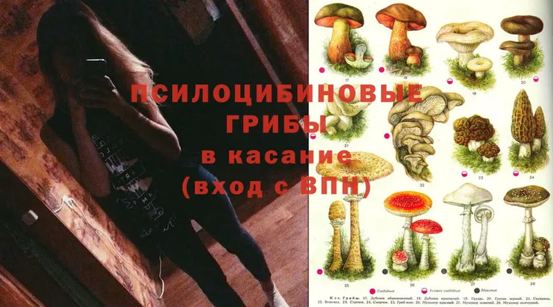 площадка Telegram  купить   Абинск  Псилоцибиновые грибы MAGIC MUSHROOMS  мега как зайти 